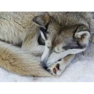  A Siberian Husky Sled Dog with Thick Fur Sleeping on the Snow 