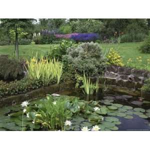  Small Pond with Water Lily, Arum Lily, Umbrella Plant and 