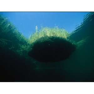  Mat of Aquatic Grasses Floating in Clear Water Stretched 