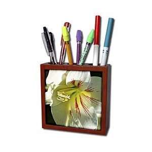  Florene Flowers   White Hibiscus Beauty   Tile Pen Holders 