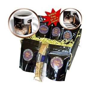 WhiteOak Photography Cats   Siamese Cat   Coffee Gift Baskets   Coffee 
