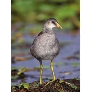  Common Moorhen Juvenile, Gallinula Chloropus, Lake Woodruff 